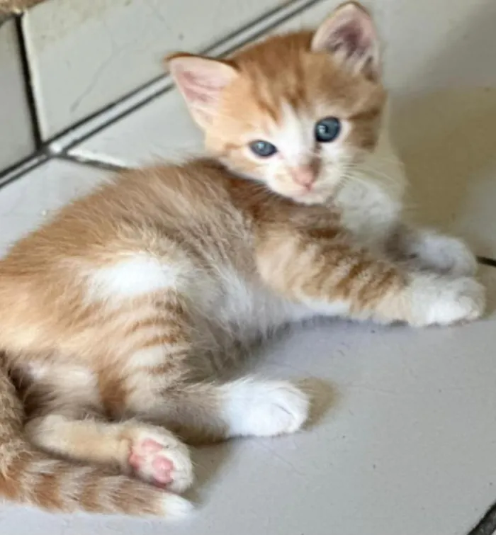 Gato raça SRD-ViraLata idade 2 a 6 meses nome filhotes