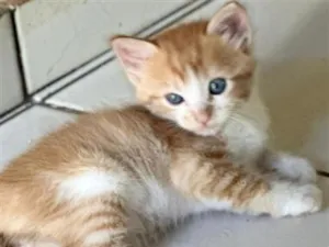 Gato raça SRD-ViraLata idade 2 a 6 meses nome filhotes