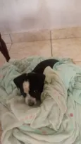 Belinha