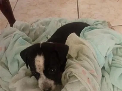 Cachorro raça SRD-ViraLata idade Abaixo de 2 meses nome Belinha