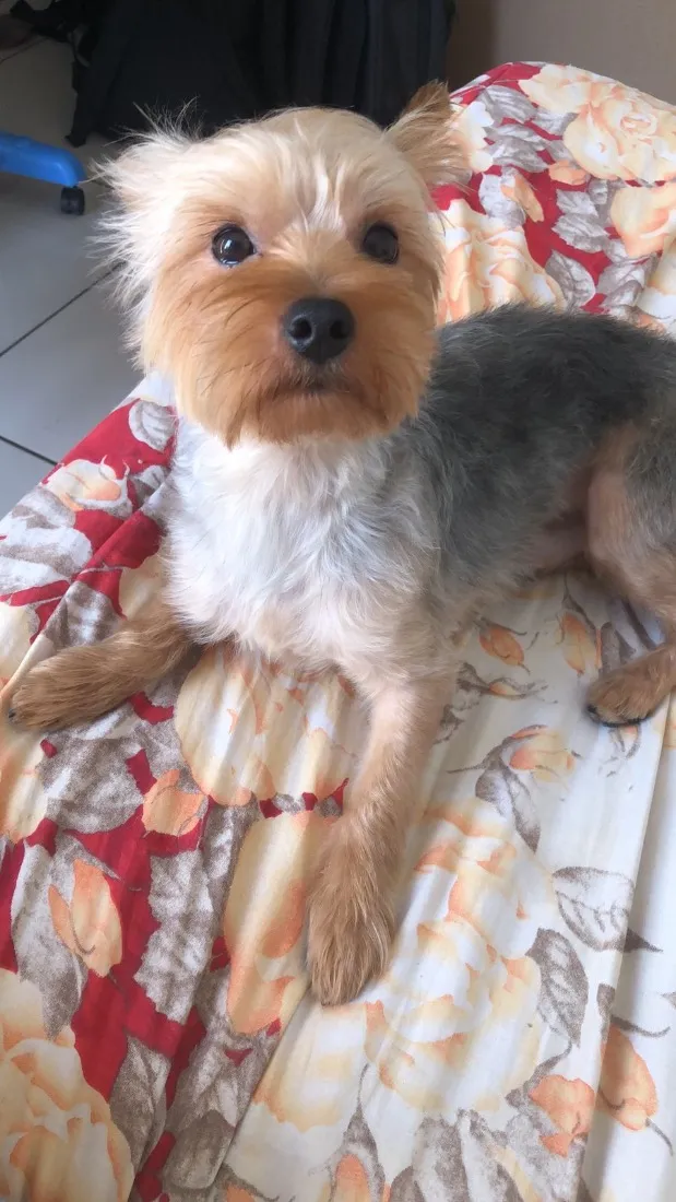 Cachorro raça Shitzu idade 3 anos nome Tevez