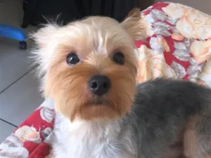 Cachorro raça Shitzu idade 3 anos nome Tevez