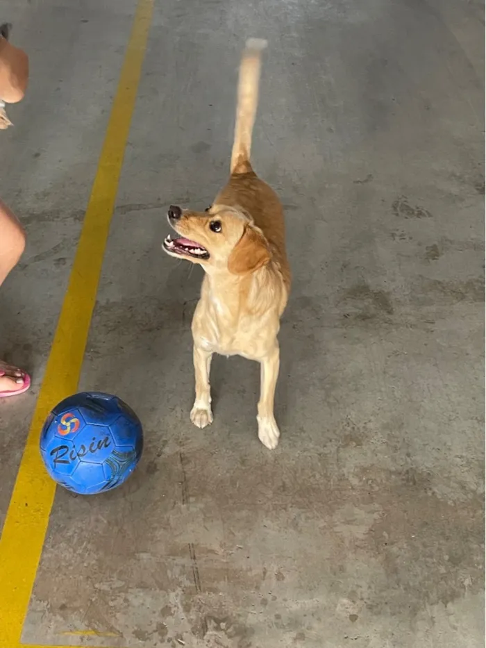 Cachorro raça SRD-ViraLata idade 4 anos nome Bella