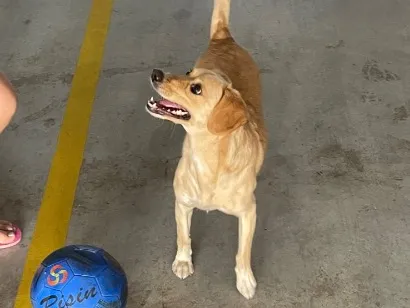 Cachorro raça SRD-ViraLata idade 4 anos nome Bella