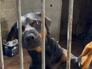 Cachorro raça Rottweiler idade 5 anos nome Não sei, mas tem na carteirinha