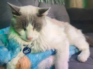 Gato raça Siamês  idade 4 anos nome Percy 