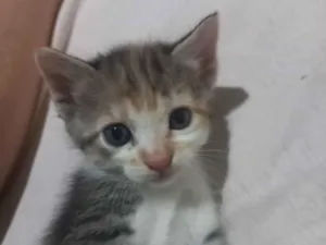 Cachorro raça SRD-ViraLata idade 2 a 6 meses nome Filhote