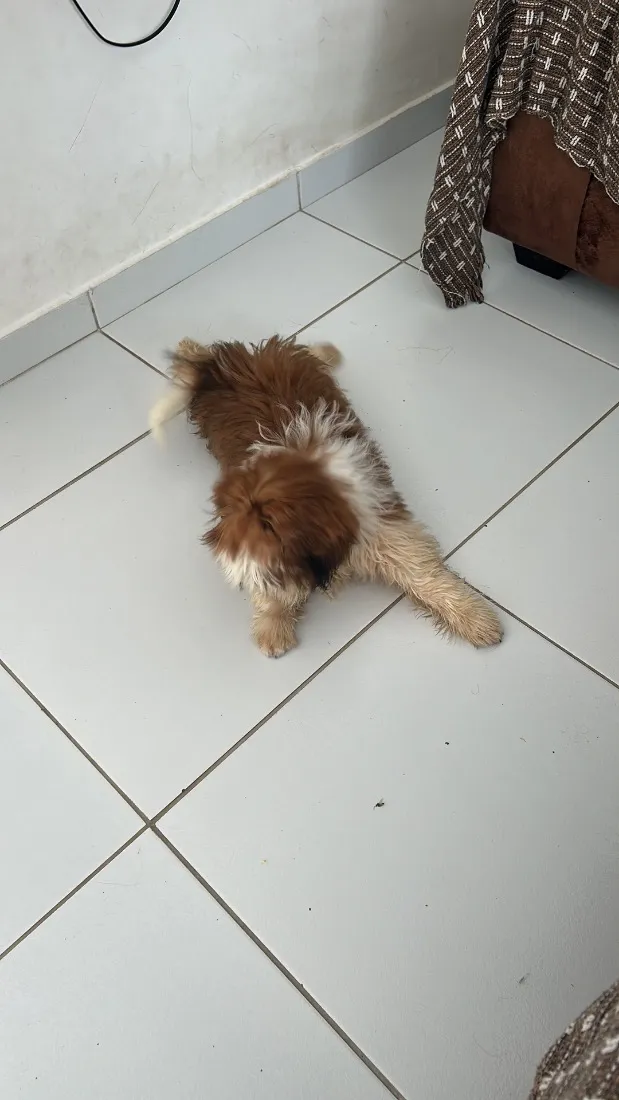 Cachorro raça Shitzu idade 2 a 6 meses nome Theo