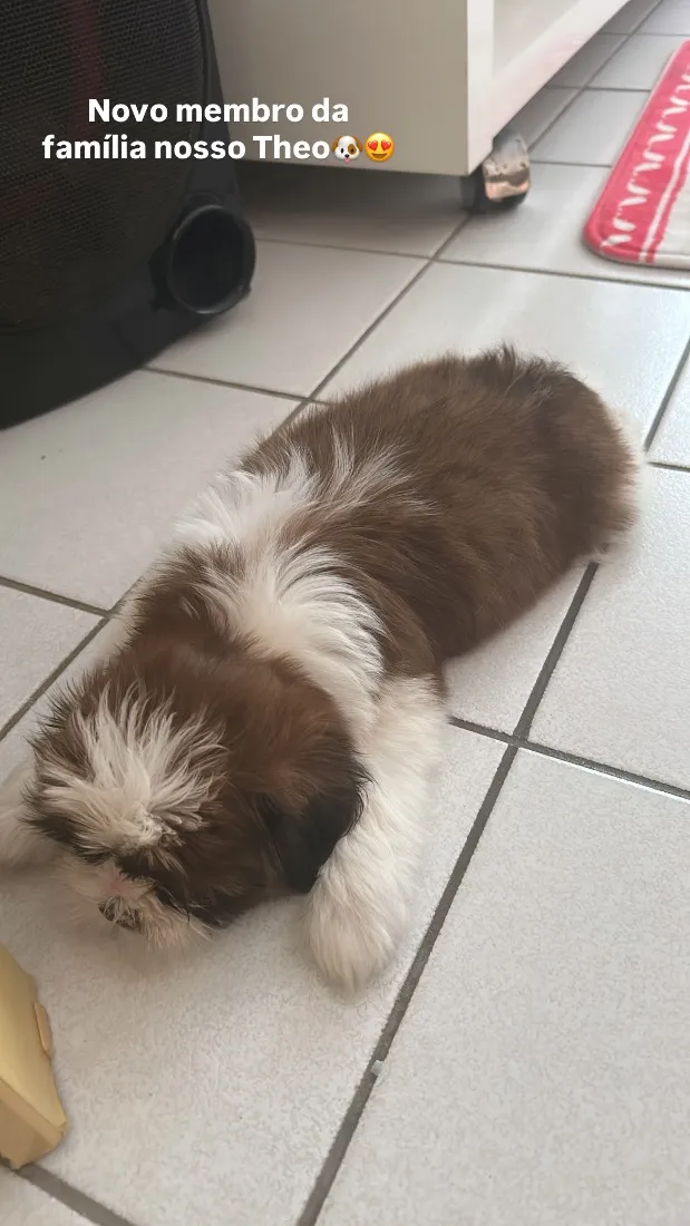 Cachorro raça Shitzu idade 2 a 6 meses nome Theo