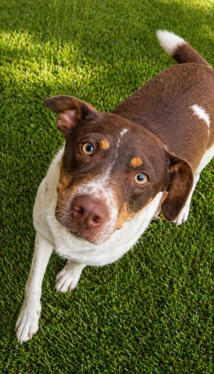 Cachorro raça SRD-ViraLata idade 1 ano nome Melissa