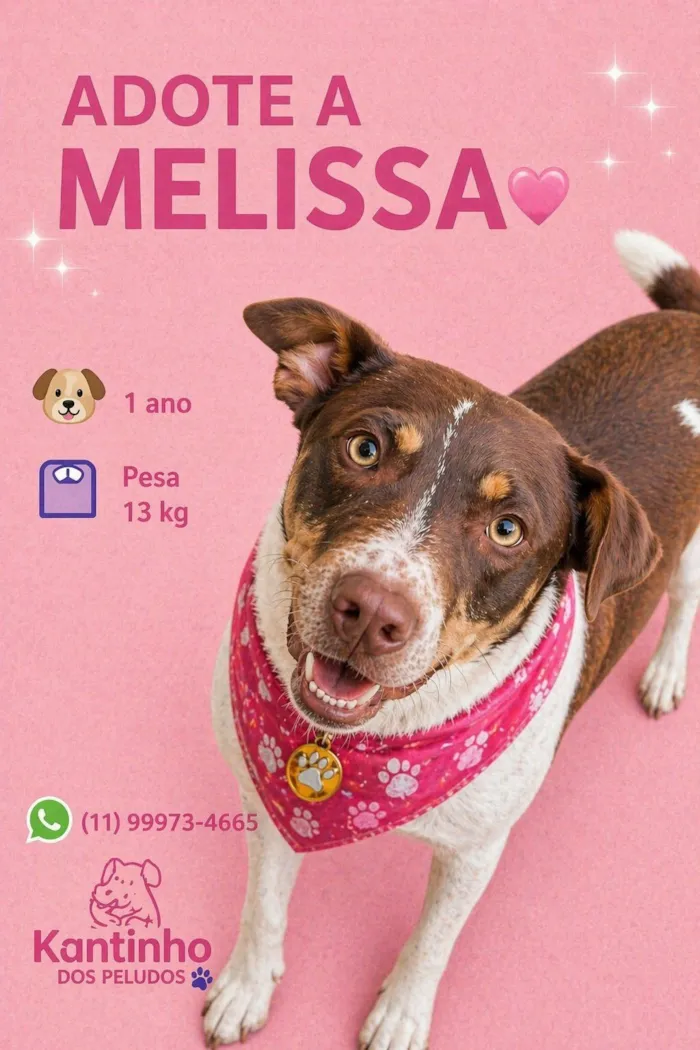 Cachorro raça SRD-ViraLata idade 1 ano nome Melissa