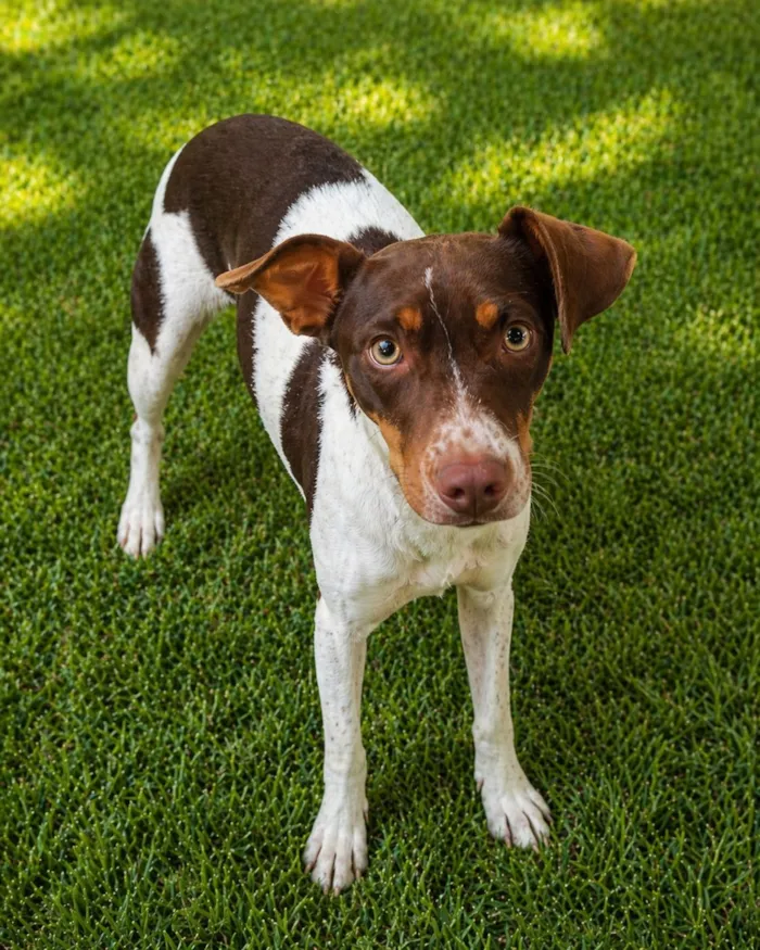 Cachorro raça SRD-ViraLata idade 1 ano nome Melissa