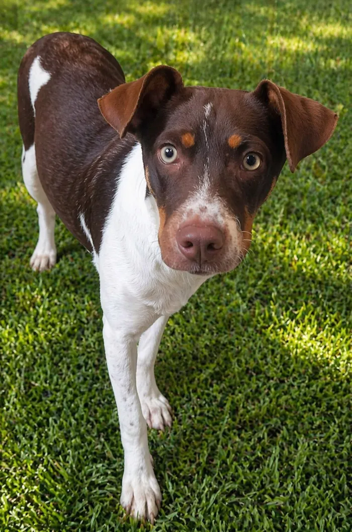 Cachorro raça SRD-ViraLata idade 1 ano nome Melissa