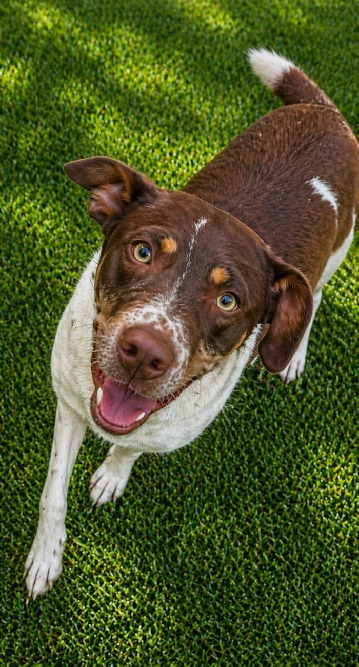 Cachorro raça SRD-ViraLata idade 1 ano nome Melissa