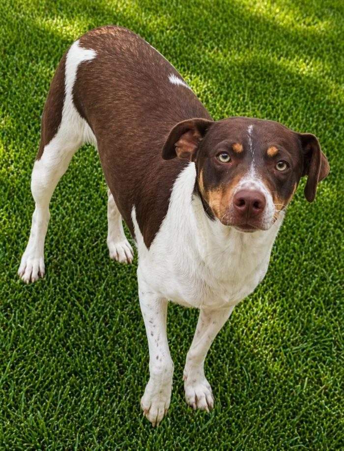Cachorro raça SRD-ViraLata idade 1 ano nome Melissa