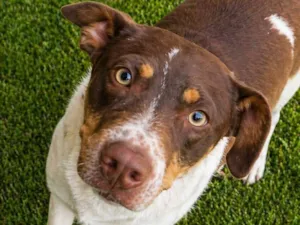 Cachorro raça SRD-ViraLata idade 1 ano nome Melissa