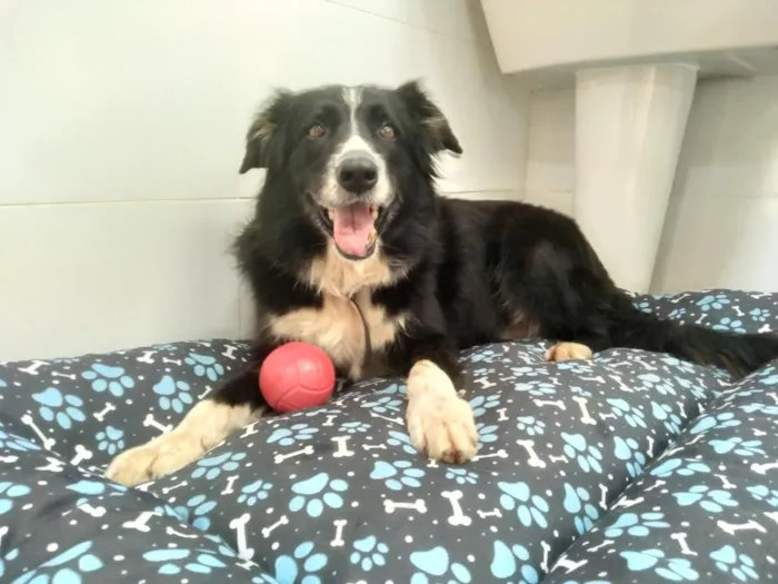 Cachorro raça SRD-ViraLata idade 5 anos nome Bono