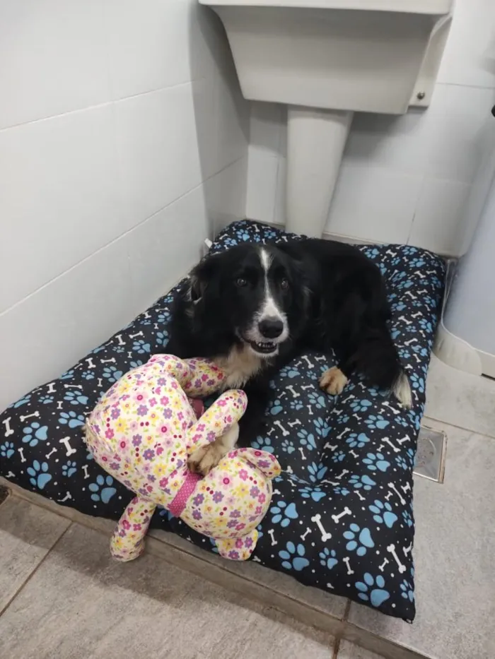 Cachorro raça SRD-ViraLata idade 5 anos nome Bono