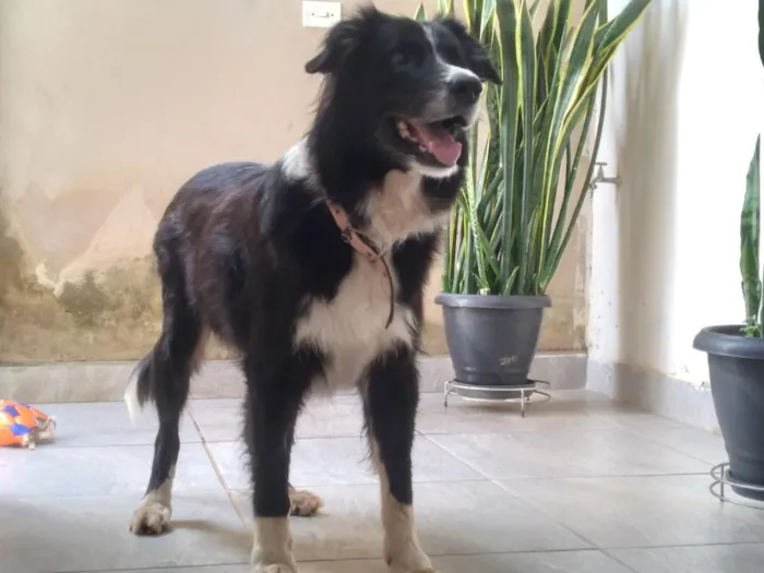 Cachorro raça SRD-ViraLata idade 5 anos nome Bono