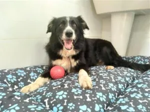 Cachorro raça SRD-ViraLata idade 5 anos nome Bono