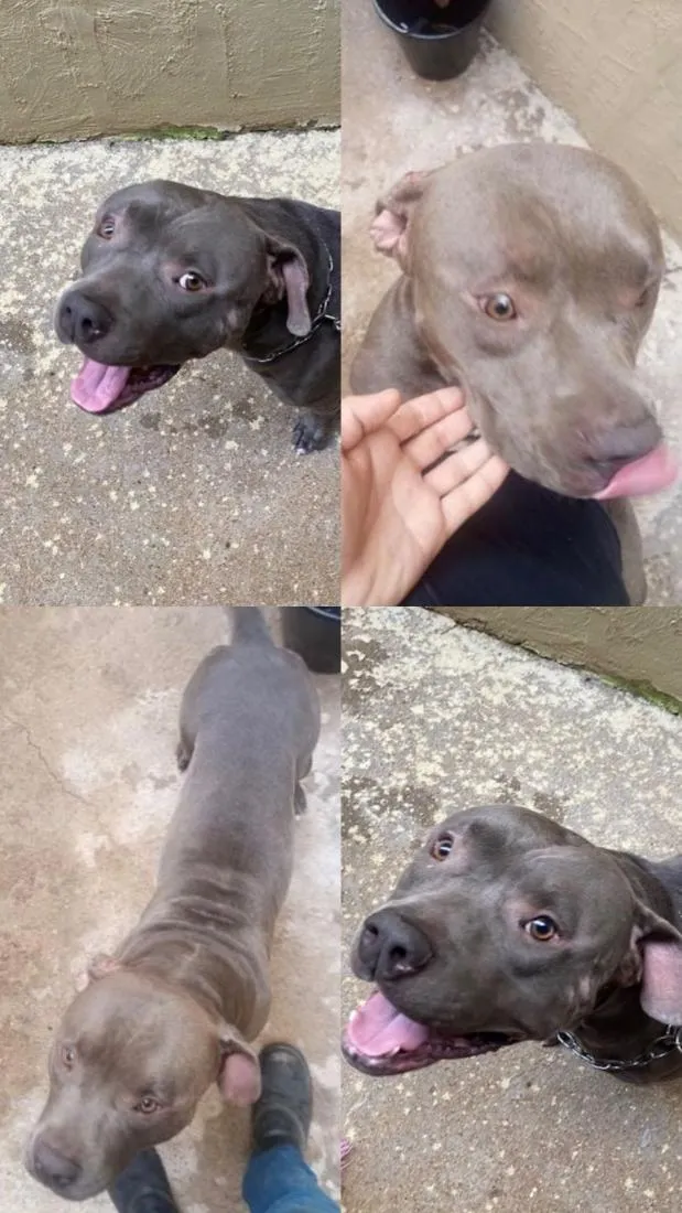 Cachorro raça Pit-Bull idade 3 anos nome Thor 