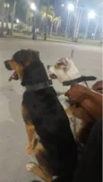Neguinho