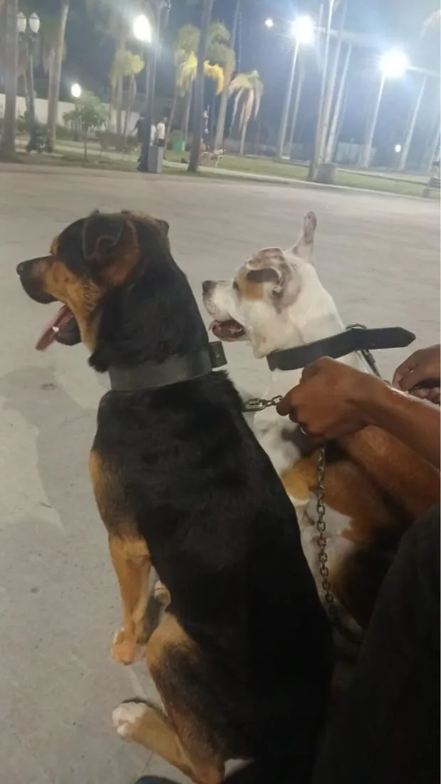 Cachorro raça SRD-ViraLata idade 1 ano nome Neguinho