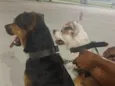 Neguinho