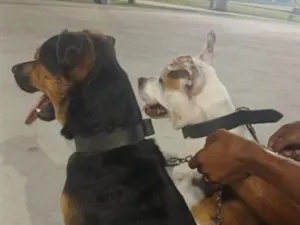 Cachorro raça SRD-ViraLata idade 1 ano nome Neguinho