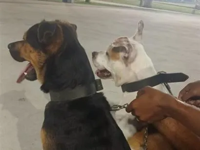 Cachorro raça SRD-ViraLata idade 1 ano nome Neguinho