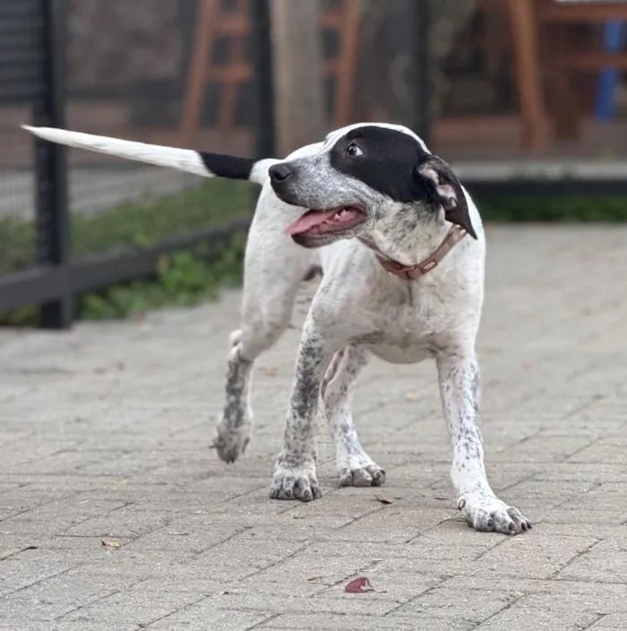 Cachorro raça SRD-ViraLata idade 2 a 6 meses nome Thor