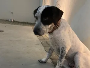 Cachorro raça SRD-ViraLata idade 2 a 6 meses nome Thor