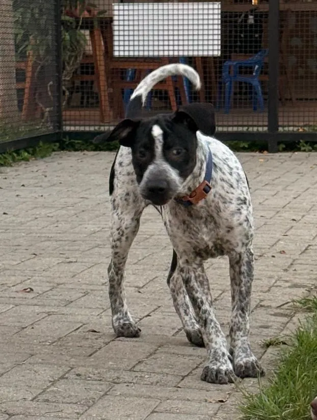 Cachorro raça SRD-ViraLata idade 2 a 6 meses nome Tônico