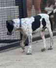 Tônico