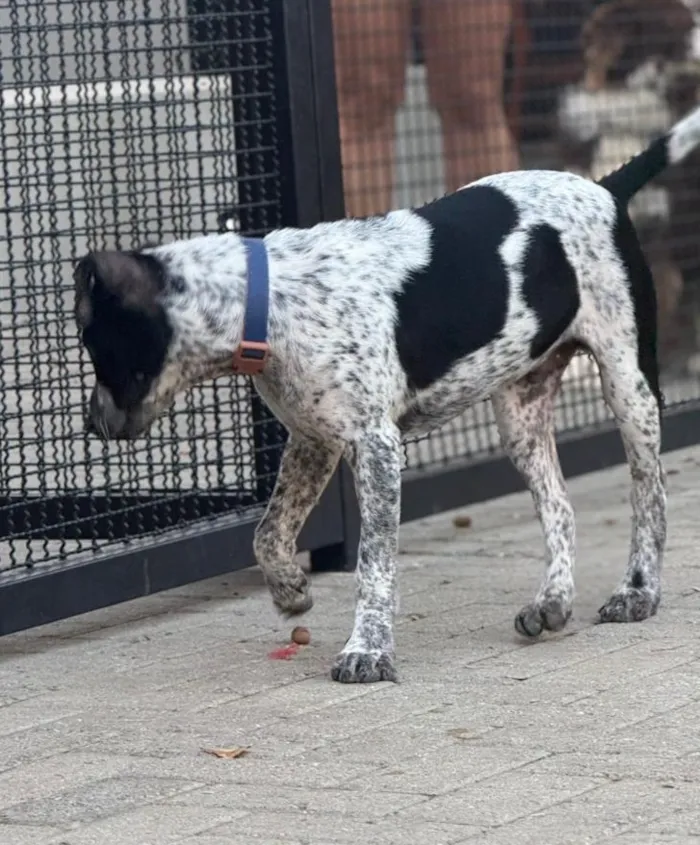 Cachorro raça SRD-ViraLata idade 2 a 6 meses nome Tônico