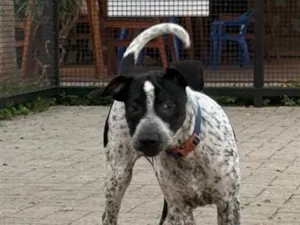 Cachorro raça SRD-ViraLata idade 2 a 6 meses nome Tônico