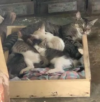 Gato raça SRD-ViraLata idade 2 a 6 meses nome Sem Nome