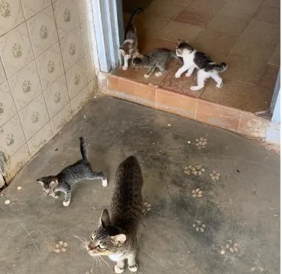 Gato raça SRD-ViraLata idade 2 a 6 meses nome Sem Nome