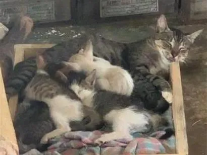 Gato raça SRD-ViraLata idade 2 a 6 meses nome Sem Nome