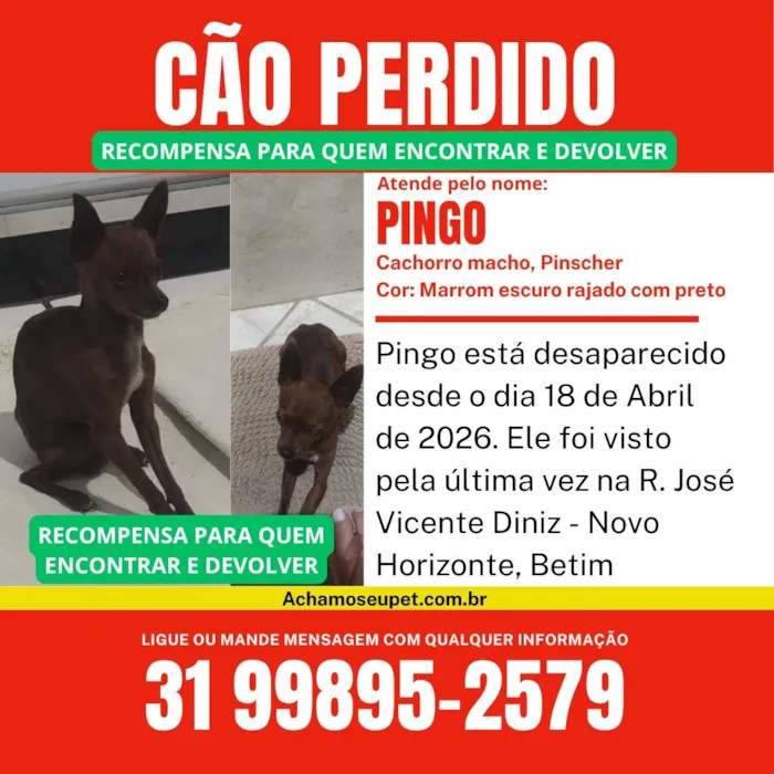 Cachorro raça Pinscher idade 5 anos nome Pingo