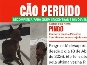 Cachorro raça Pinscher idade 5 anos nome Pingo