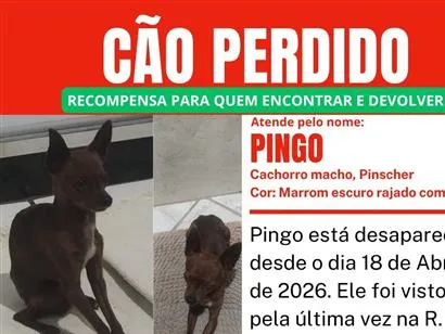 Cachorro raça Pinscher idade 5 anos nome Pingo