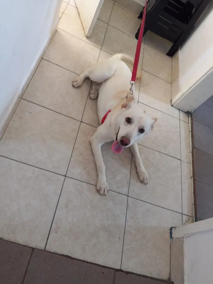 Cachorro raça SRD-ViraLata idade 2 a 6 meses nome Billy 