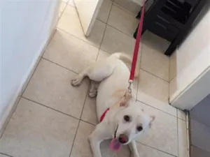 Cachorro raça SRD-ViraLata idade 2 a 6 meses nome Billy 