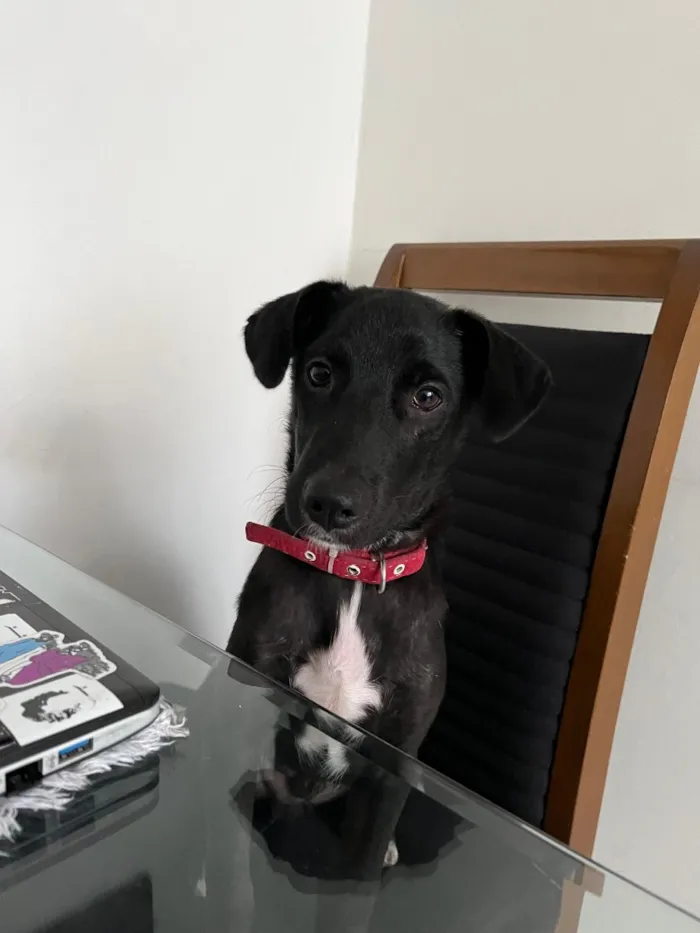 Cachorro raça SRD-ViraLata idade 2 a 6 meses nome Lucas Lukito