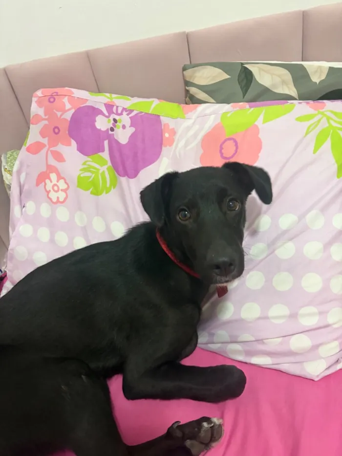 Cachorro raça SRD-ViraLata idade 2 a 6 meses nome Lucas Lukito