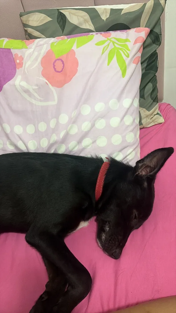 Cachorro raça SRD-ViraLata idade 2 a 6 meses nome Lucas Lukito