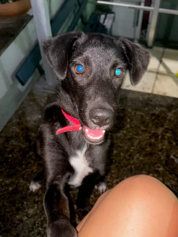 Cachorro raça SRD-ViraLata idade 2 a 6 meses nome Lucas Lukito