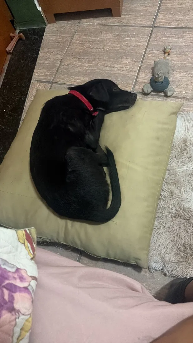 Cachorro raça SRD-ViraLata idade 2 a 6 meses nome Lucas Lukito