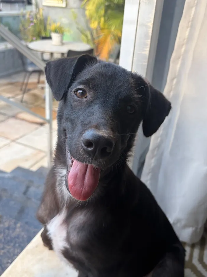 Cachorro raça SRD-ViraLata idade 2 a 6 meses nome Lucas Lukito